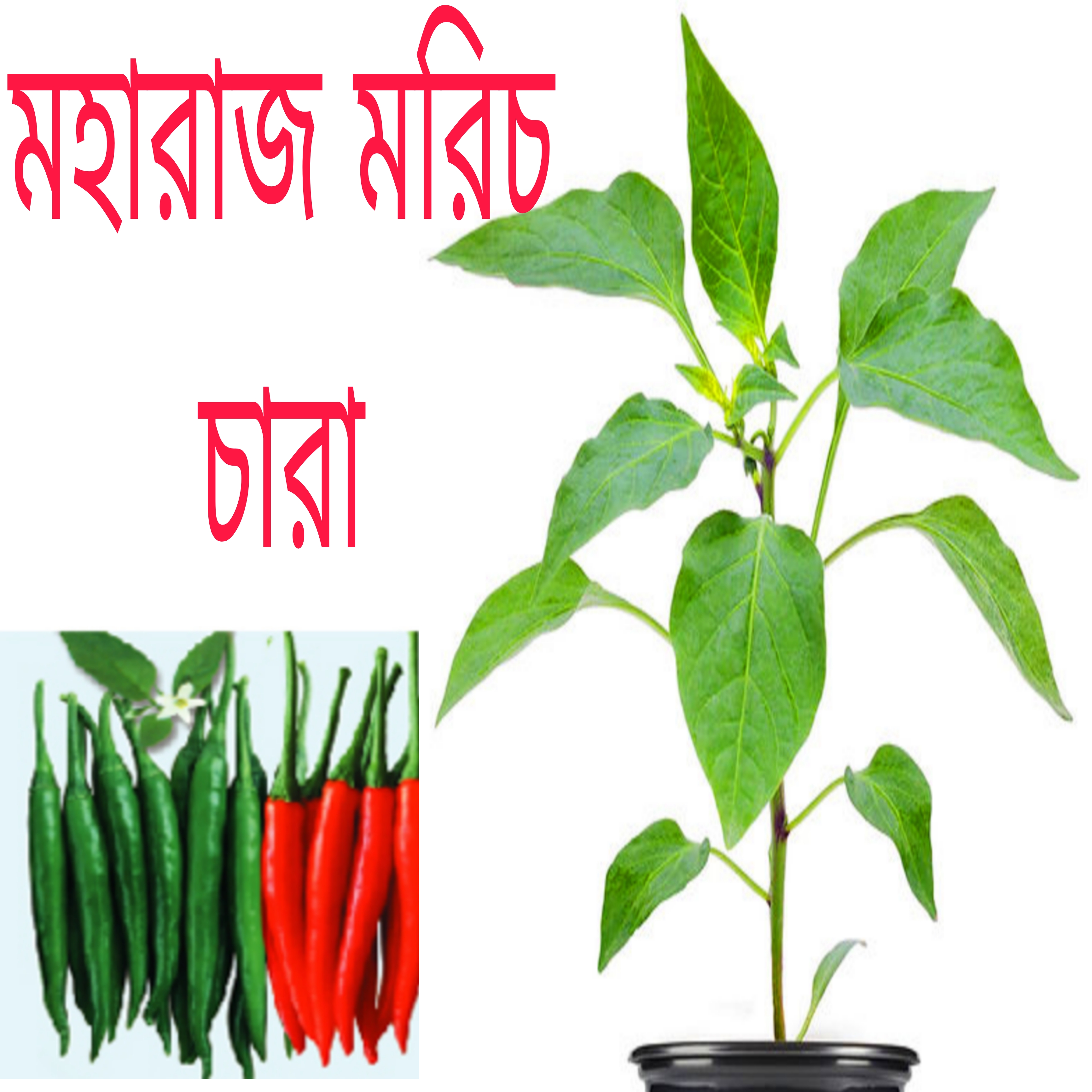 মরিচ চারা নাগা সুপার হাইব্রিড
