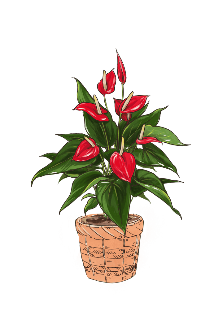 Flamingo flower