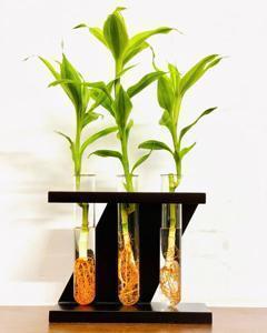 লাকি ব্যাম্ব mini ekorium